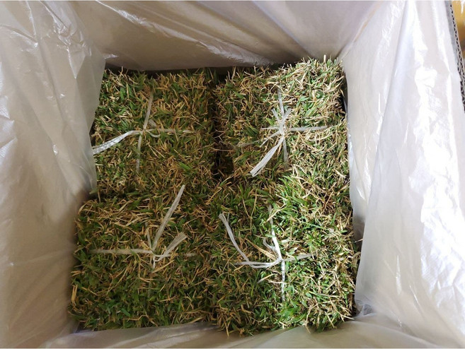 서경농원 천연잔디 18cm x 25장 묶음 한국잔디 중지, 25개