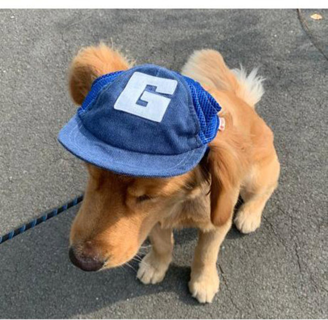 [앨리펫] G캡강아지모자, 브라운, 1개