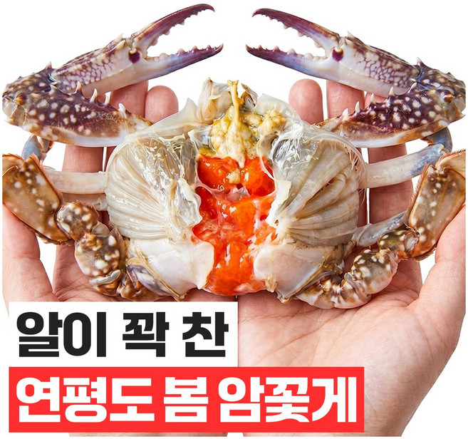 푸드지 살이꽉찬 활 꽃게 산지직송 당일새벽조업, 1개, 활 꽃게 (대) 1kg