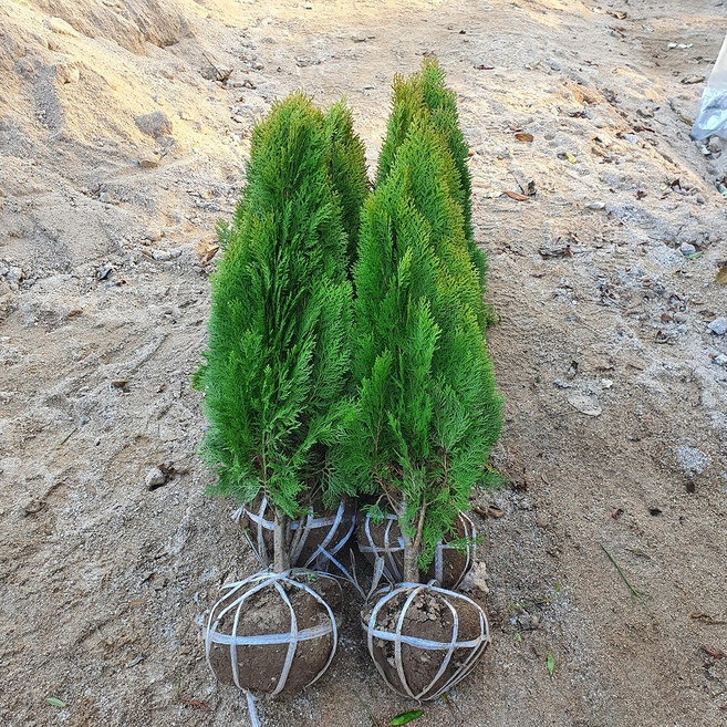 푸른묘목농원 황금측백나무 분묘 70cm내외, 1개