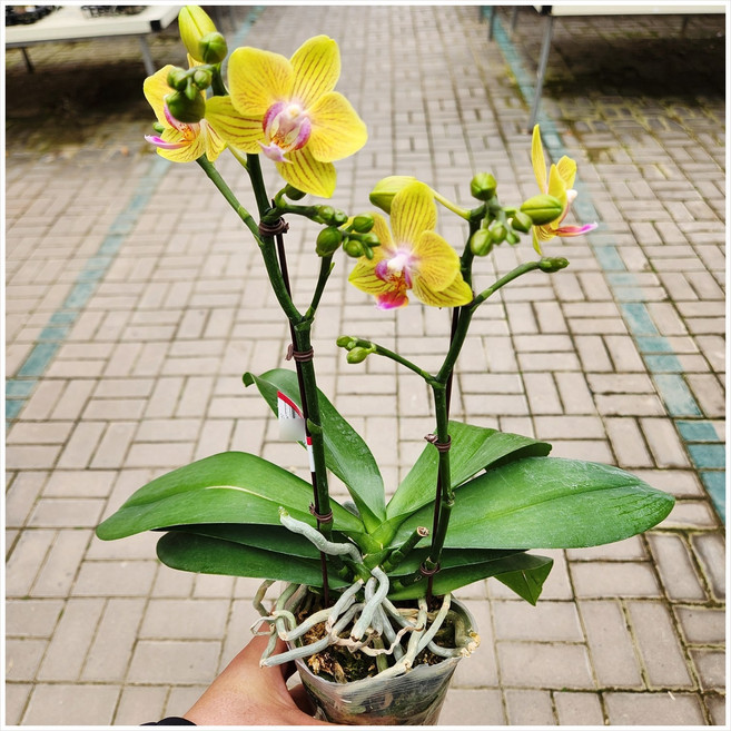 플라워365 [당일배송 예약배송] 호접란D 서양란 y_80008, 1개