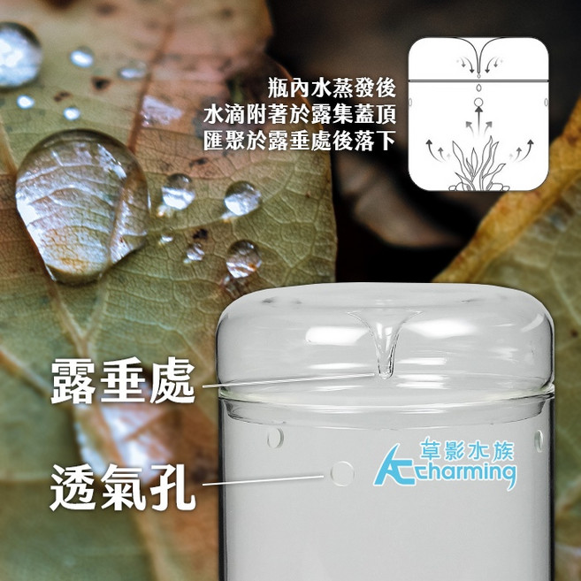 AC草影 玻璃集露瓶 苔蘚造景生態瓶, 1個, 玻璃集露瓶（S）