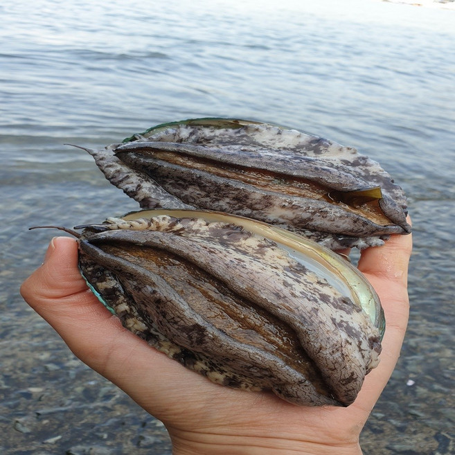 [한국소비자평가 우수] 특대전복 1kg 7-8마리 1.5kg(총11~12마리)건미역 세척솔 선물세트, 1박스, 01. 특대전복 1kg (7~8마리) 선물용