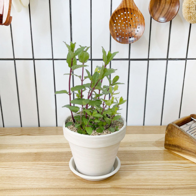 1+1 키친 허브 페퍼민트/천연 향신료 향기나는 식물 허브 키우기, H10.페퍼민트, H01.로즈마리