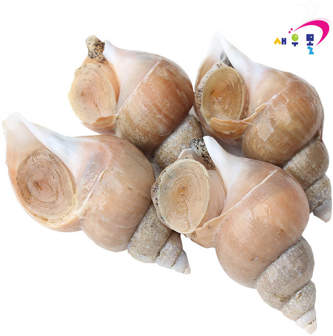 새우몰 국산 선동 백고동 골뱅이, 1개, (대)10kg