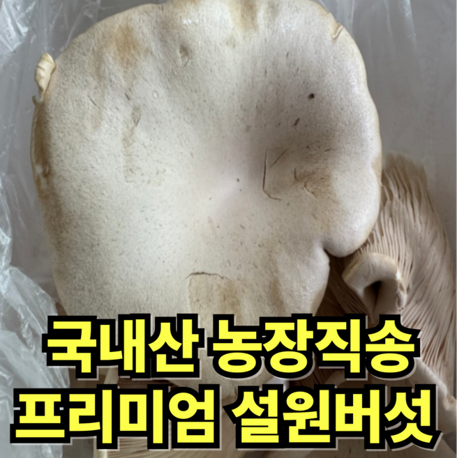[국내산] 농장직송 프리미엄 설원버섯 무농약 대왕버섯 황제버섯, 1개, 800g