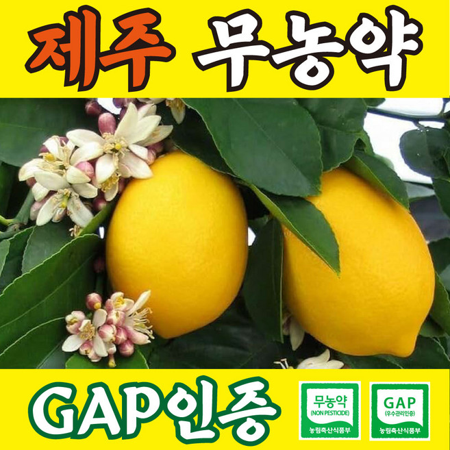 [윤제원레몬] 무농약 GAP 껍질째먹는 제주레몬, 1개, GAP인증 5kg