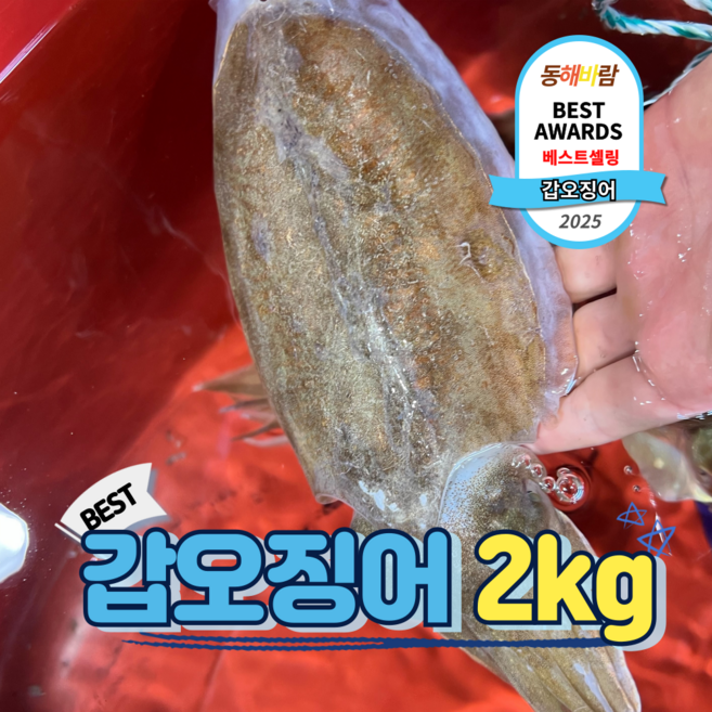 자연산 제철 갑오징어, 1개, 중대 갑오징어 1kg (2-3미)