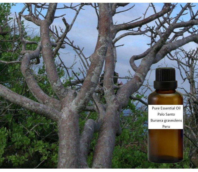 秘魯聖木 純精油 Palo Santo - Pure Essential Oil, 1個, 500ml