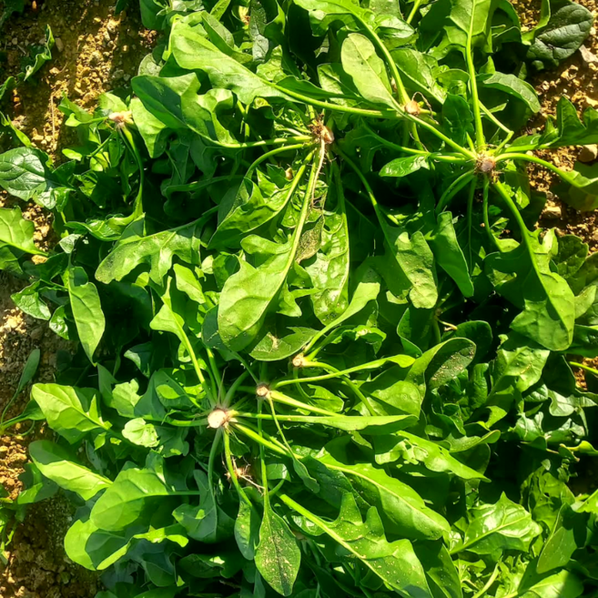 루트팜 국내산 시금치 노지 시금치, 1개, 2kg