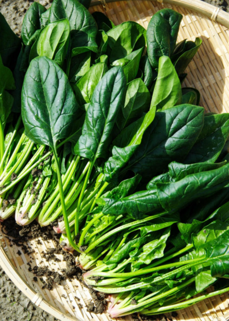 [신일농산] 국내산 하우스 시금치 4kg, 1박스