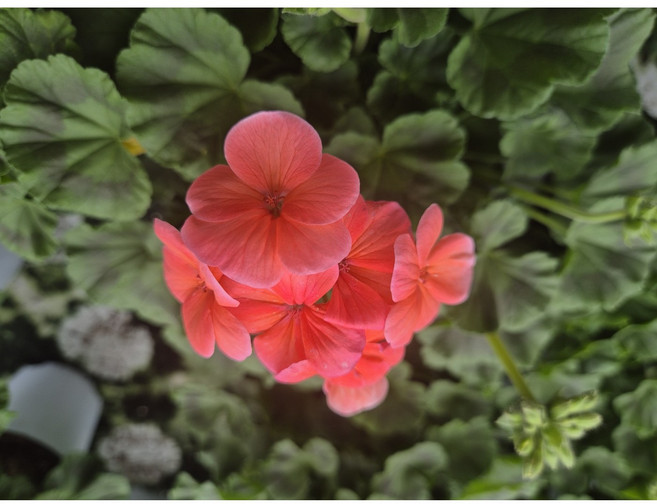 꽃팡팡 살몬 핑크 제라늄 소품 화분 농장직송 풍성한볼륨 사계절꽃 생화 (화분받침대+영양제 증정), 2개, 단일