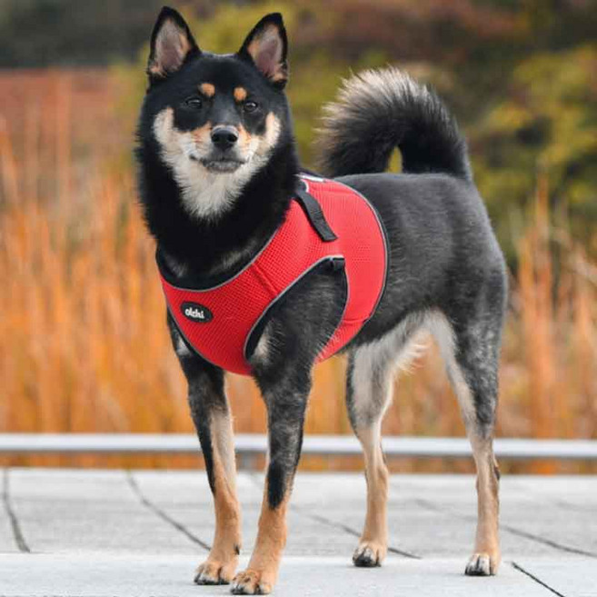 꾸러미세상 강아지하네스 올치 콤비 B type 강아지목줄 대용 야간 및 반사 기능 하네스 HB6046, 블랙, 1개