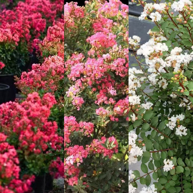 [충북농원] 신품종백일홍 백일홍나무 3종 묘목 - 포트, 1개, 소녀심/2년생/포트