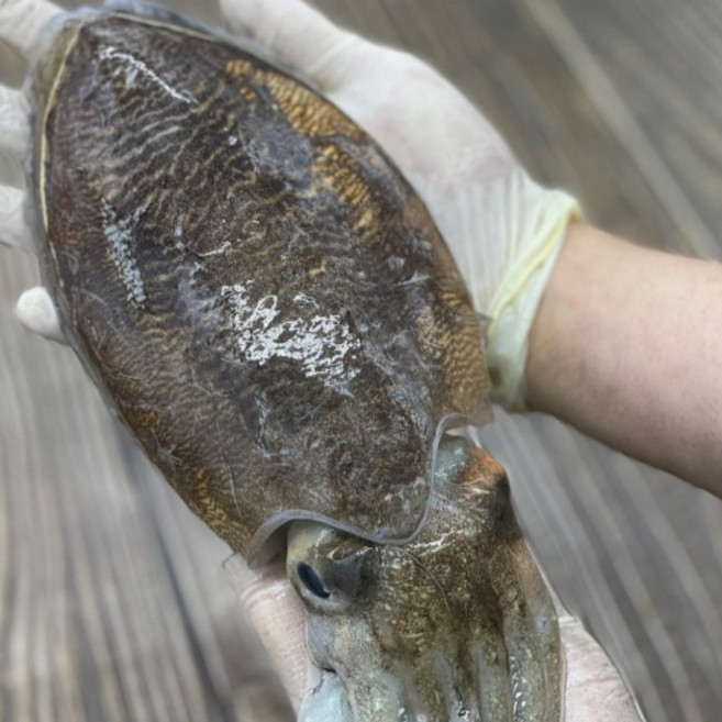 자연애수산 국내산 당일조업 횟감 갑오징어, 1박스, 1kg[2-4미]