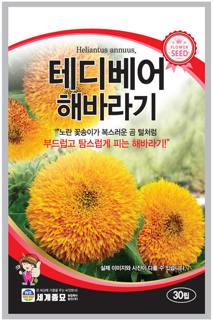 모칸도 테디베어 해바라기 씨앗 30립 세계종묘 꽃씨 꽃씨앗, 1개