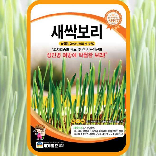 새싹보리 500립/ 새싹씨앗 새싹키우기 수경재배 새싹보리씨앗 새싹보리씨, 2개