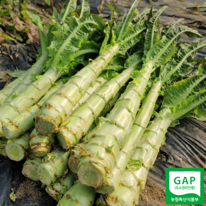 [백화점납품] 특품 국내산 줄기상추 생궁채, 1박스, 1kg