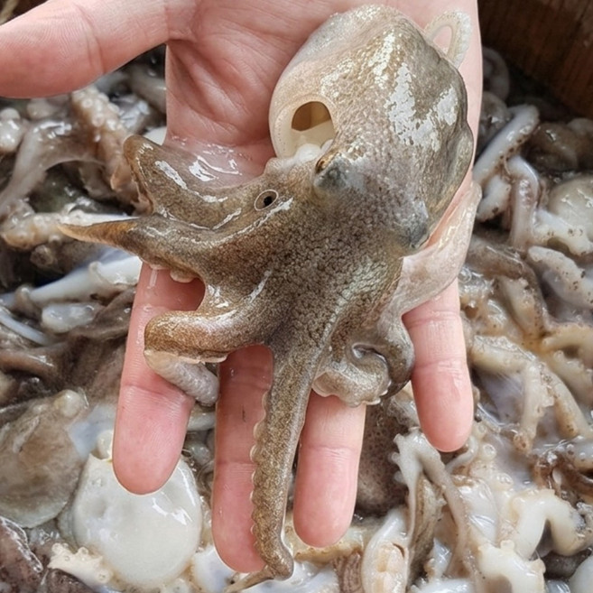 국내산 알배기 활 쭈꾸미 생물 산지직송 자연산 제철 알쭈꾸미, 1개, 1kg(7-13미)