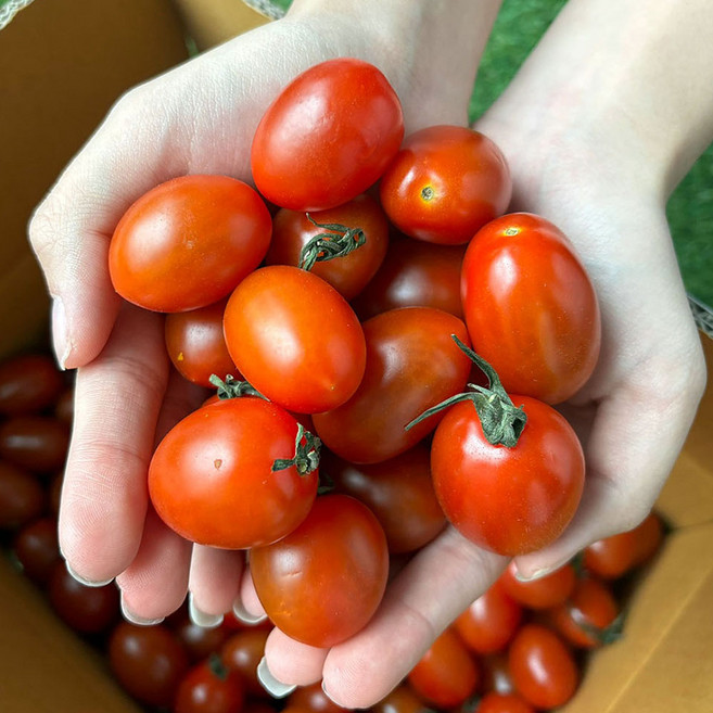 국산 대추 방울토마토 단토마토 대추토마토 맛있는방울토마토 꿀토마토, 1개, 5kg 특품