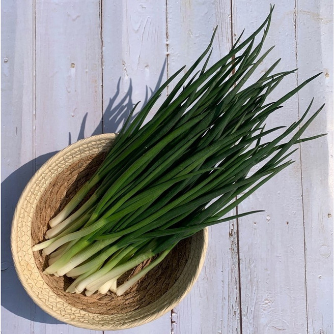 바르다야채 국내산 깐쪽파 1단 ~ 10단(10kg내외), 1개