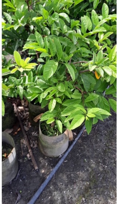 霏霏園藝成樹大目釋迦.1尺美植 健康易栽種 果實香甜多汁 現享優惠價, 1個