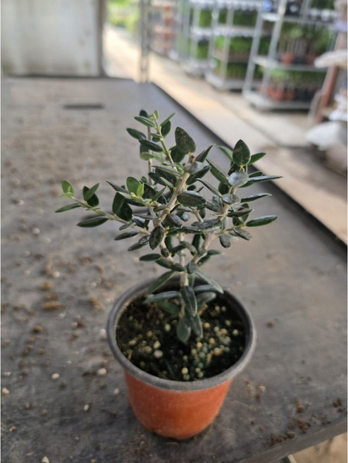 공기정화 올리브나무 소품 반려식물 공기정화, 1개