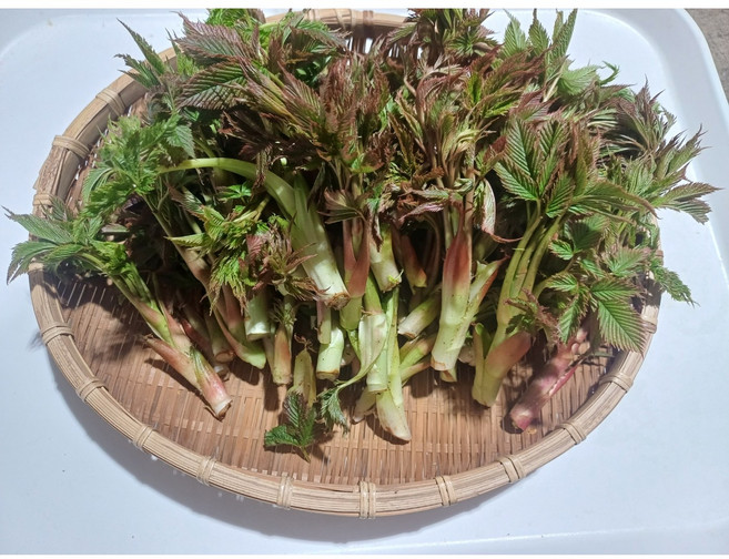 강원도 눈개승마 삼나물 땅두릅 자연산 봄나물 산나물, 1개, 1kg