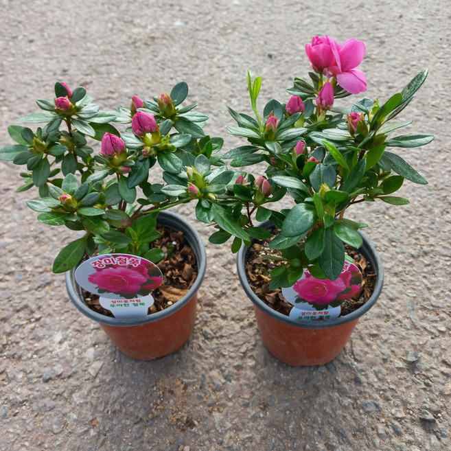 장미 철쭉 2개묶음