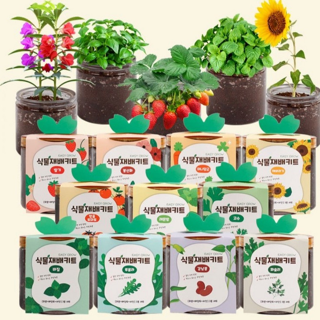 쉽게자라는 방울토마토 딸기 고수 바질 키우기 식물재배키트, 01방울토마토