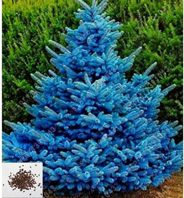 [나무씨앗] 은청가문비나무 Blue Spruce 100립, 1세트
