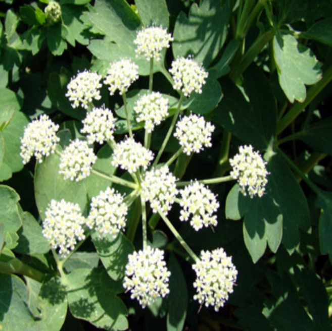 신선품다 여수 금오도 방풍나물 해풍맞고 자란 햇방풍 노지 갯방풍 산지직송, 1박스, 4kg