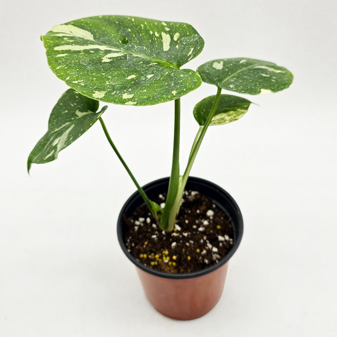 무늬 몬스테라 유묘, 종류, 1개