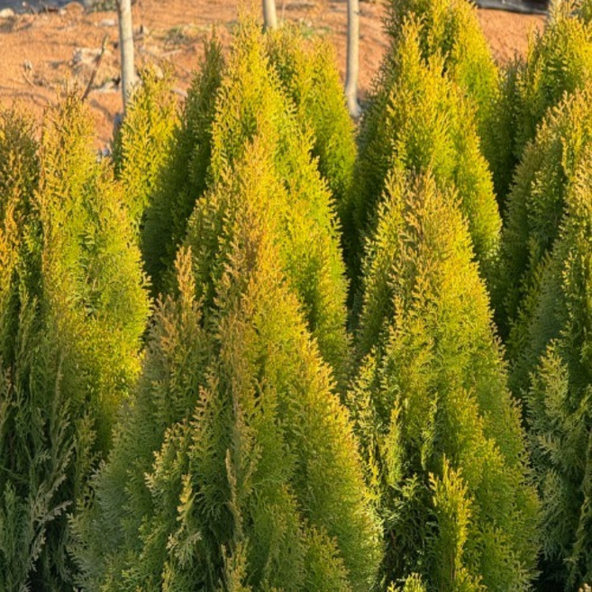 그루담다 측백나무 황금측백 묘목 2년생 10개