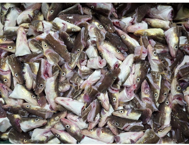 바다장어뼈 머리 장어탕용 국거리용 구이용 장어내장, 1개, 장어머리500g