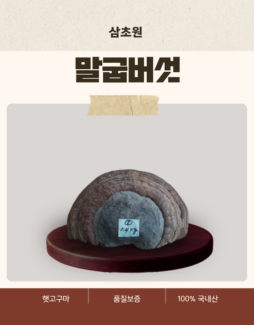 "말굽버섯" 약초꾼 심마니가 깊은 산속에서 채취한 자연산 말굽버섯, 1개, 1.4kg