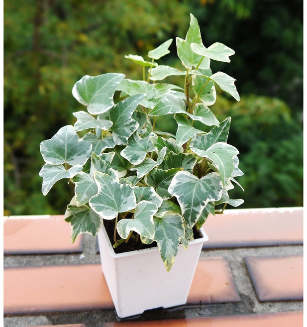 斑葉常春藤 (清淨空氣植物) 室內外植物 觀葉植物, 1個, 3寸方形花盆(整盆寄出)(附水盤)