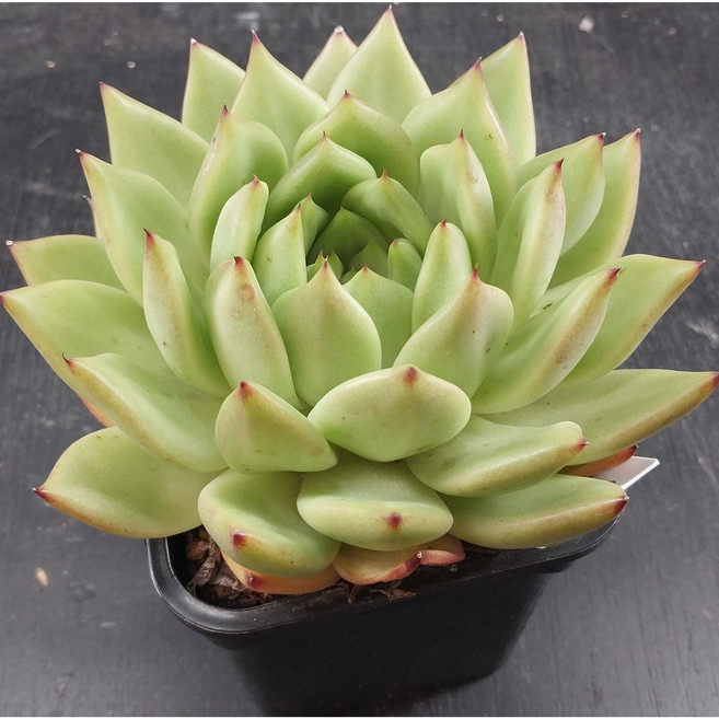 (다와라다육)몰게인 중품(희귀다육 변이다육 귀한식물 짱짱 금다육 국민다육 다육이)랜덤배송