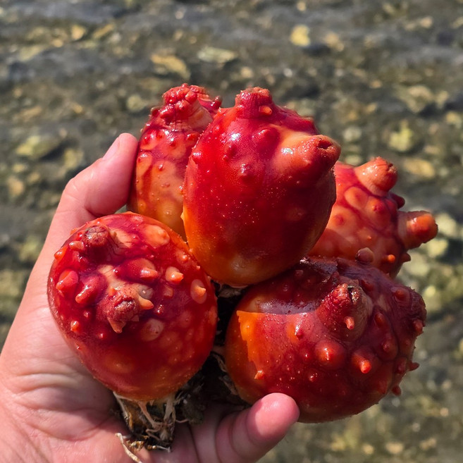 당일조업 국산 통영 활멍게 특품, 1개, 3kg (30미 내외)