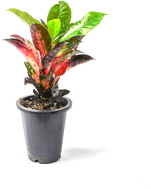 갑조네 아이스크로톤 중품 개업 카페 집들이 사무실 식물 공기정화 반려 인테리어 거실 화분, 1개, 1개