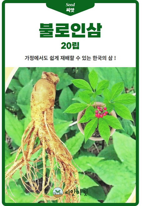 인삼 씨앗 종자 불로인삼 20립, 1개