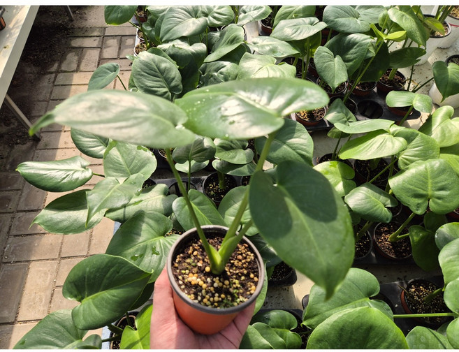 꽃팡팡 몬스테라 소품 공기정화식물 플랜테리어 실내식물 개업화분(화분 받침대+영양제 증정), 1개, 그린