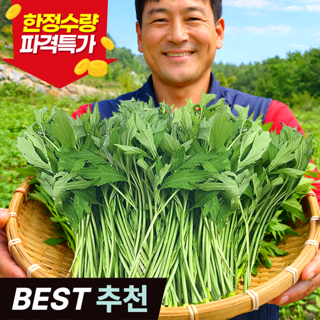 [제철한정수량] 갓수확한 삼잎국화나물 꽃나물 키다리나물, 1개, 2kg