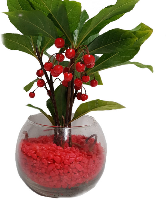 트리앤 단지 천냥금 유리병 수경식물 공기정화식물 칼라스톤 미세먼지제거식물, 03 단지 천냥금(빨강), 1개