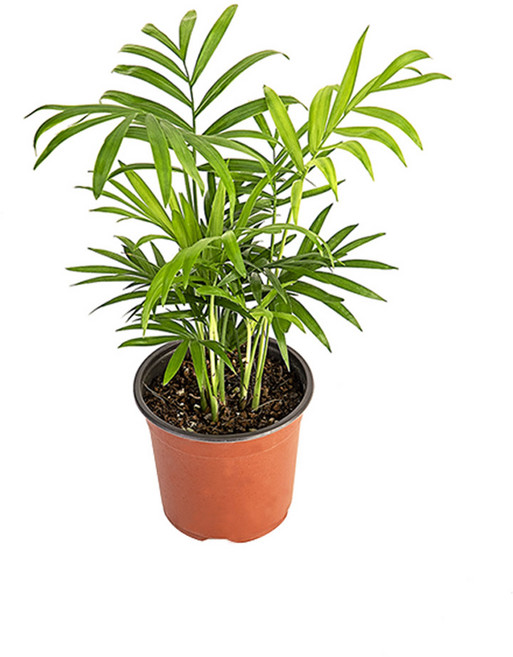 그린테라피 실내공기정화식물 관엽 모종 미세먼지제거, 테이블 야자, 1개