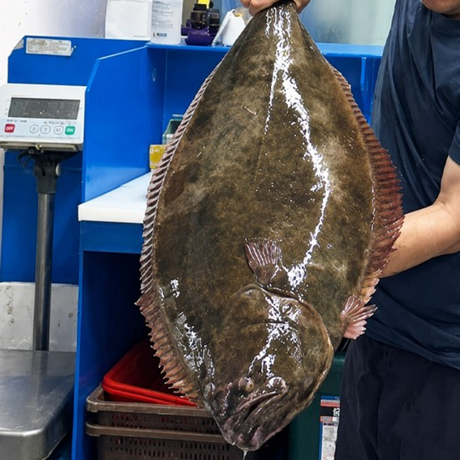 자연산 3kg급 대광어 필렛 400g, 없음