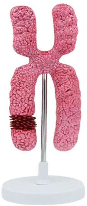 과학교실 성별결정 염색체 X 확대모형 diy키트 기초과학의이해 세포모형만들기키트, 1개