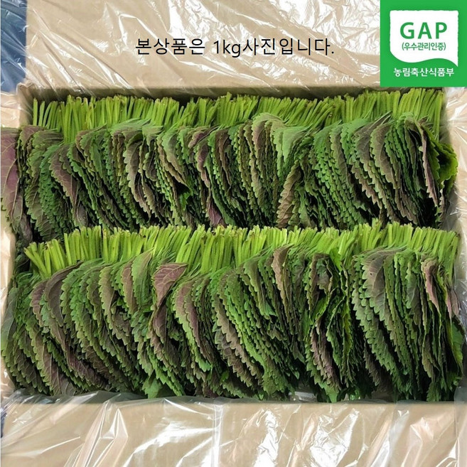 <GAP인증>직접재배 당일수확 밀양깻잎, 1박스, 500g