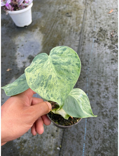 綠之源 大理石心葉蔓綠絨 3吋盆 觀葉植物, 詳見包裝, 詳見包裝