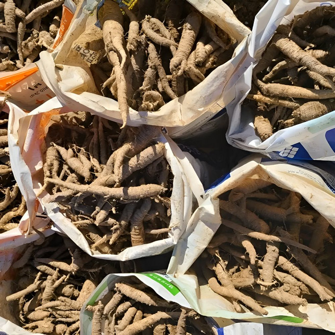 강원도 정선더덕 세척 생 깐더덕, 깐 더덕(중소) 400g, 1개